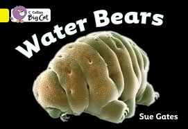 WATER BEARS - BAND 3 - Big Cat
