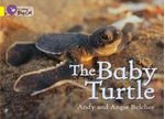 BABY-TURTLETHE---BAND-3---Big-Cat