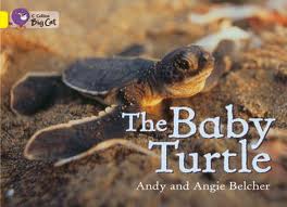 BABY-TURTLETHE---BAND-3---Big-Cat