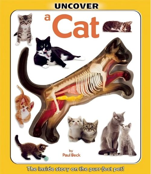 UNCOVER A CAT