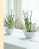 NARCISSI - Lined Journals